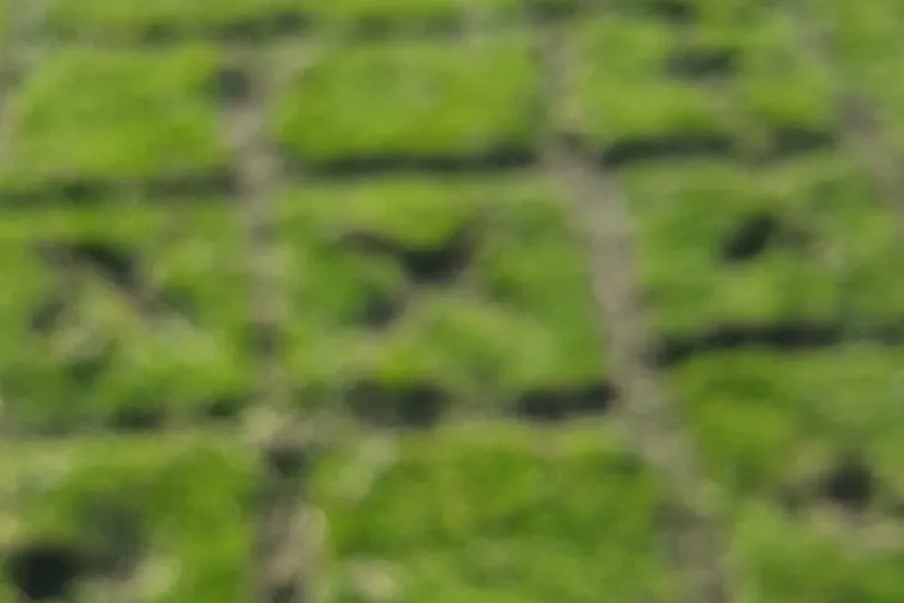 156740977 5977093572316200 4631364897141879812 o