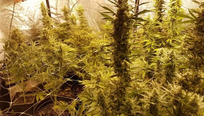 17903763 1783955841920625 181460145812891133 n 715x408