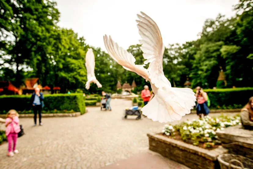 201806140034 witte duiven