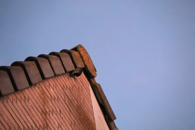 20240617211034 img 9849