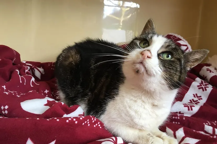 25660111 1433687020075708 5626482775920671320 n