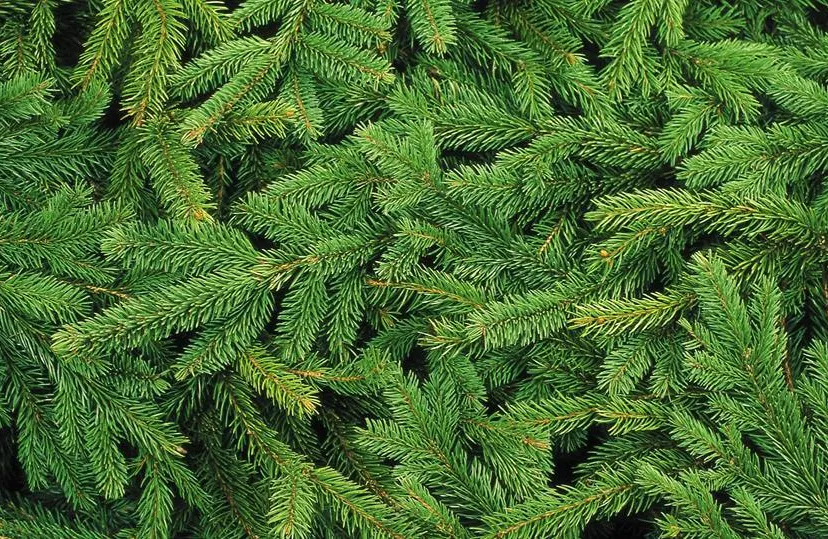 26165499 877847452375241 1224809947193703418 n