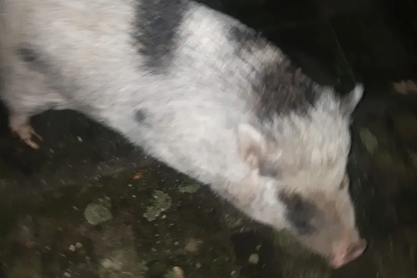 271486916 143201081407773 150868911575086892 na