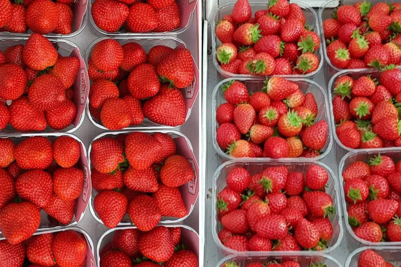 278053151 440608354535656 7857288292769591682 n