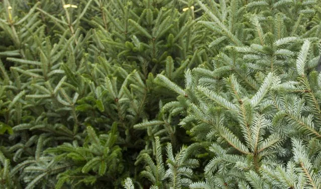 441a6a72 9bae 43b2 bf1f 77d28c860693