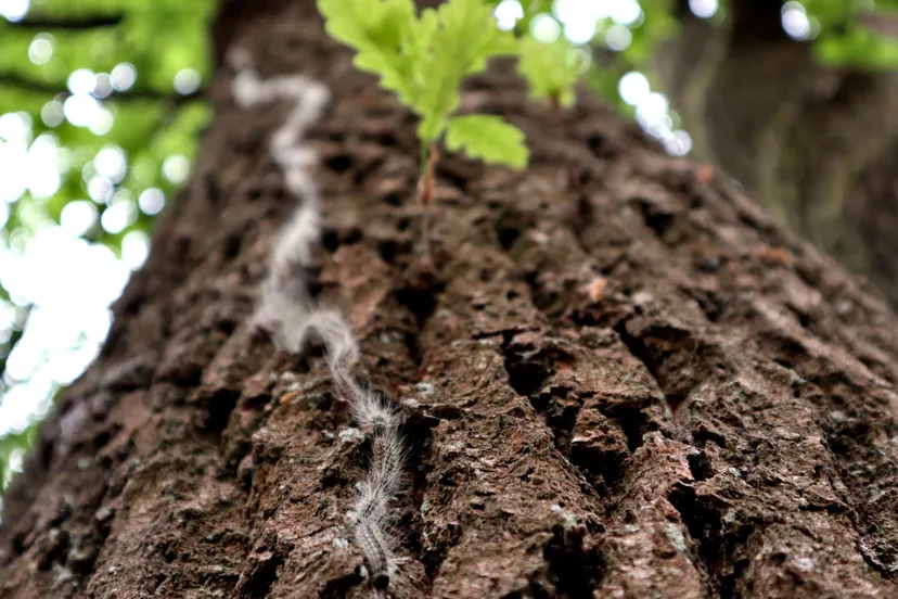 445066801 800259092202832 7077924956842450546 n