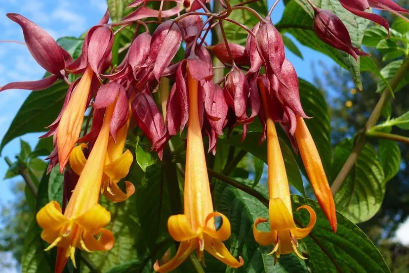 51416406549 6f3a5d53d7 o