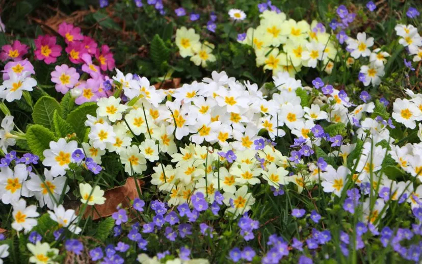 bloemenzee hebi b pixabay 915x518 1