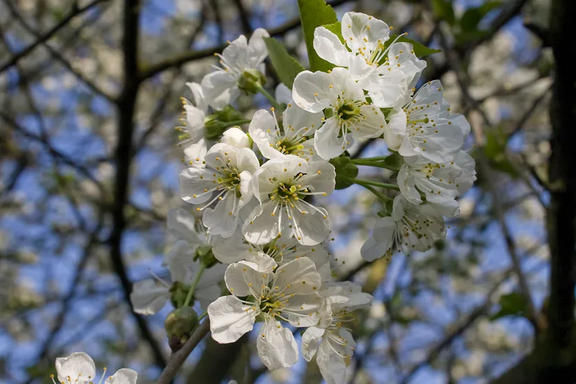 c drieluik mg 7124 2400x1600 pixels 300 dpi