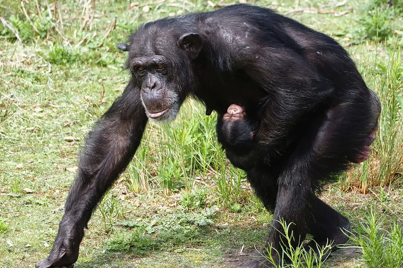 chimpansee geboren beekse bergen 3