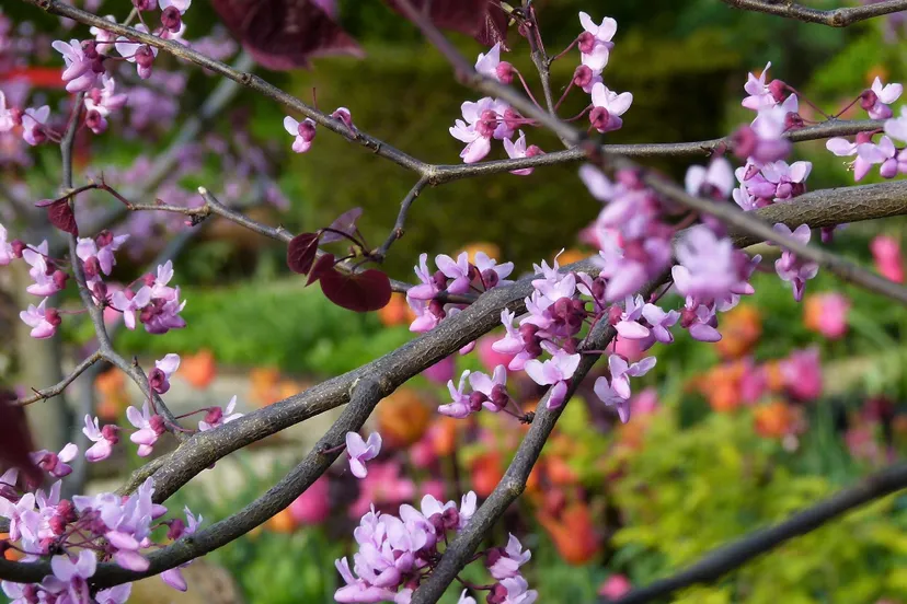 de dijkgaerd kaatsheuvel