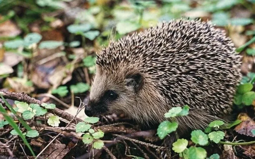 egel