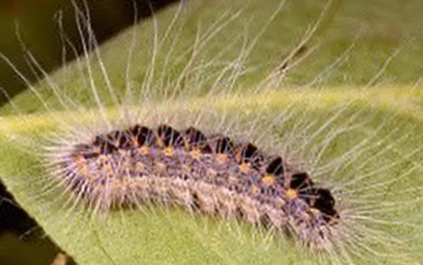 eikenprocessierups 915x518 1