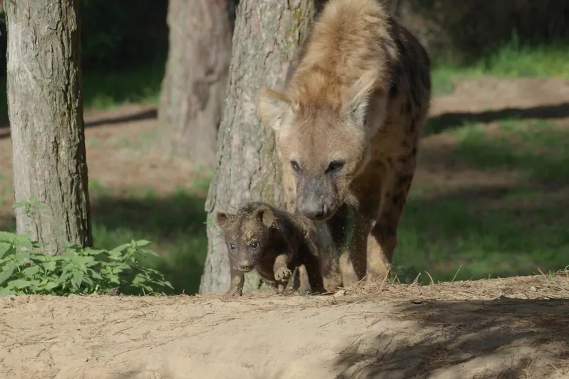 hyenas geboren in beekse bergen 3 scaled