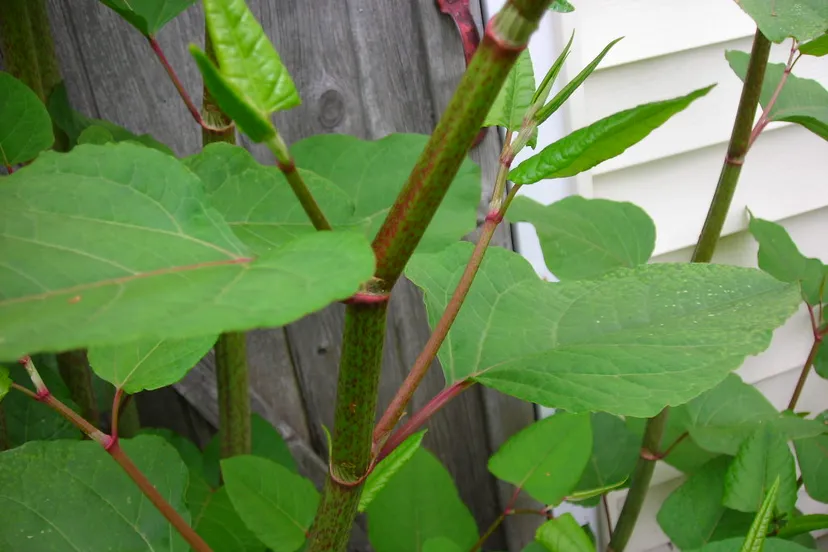 knotweed