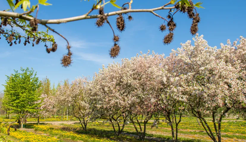 malus david multi stem 7