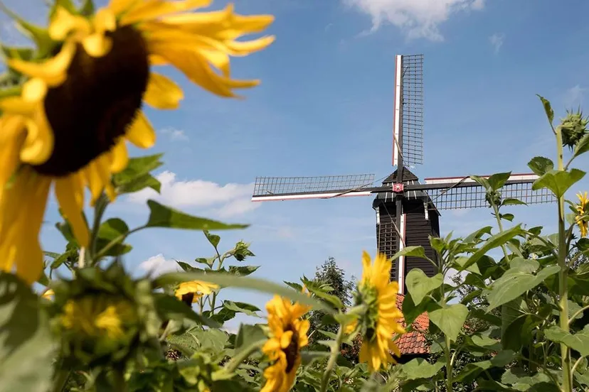 molen met zonnebloemen
