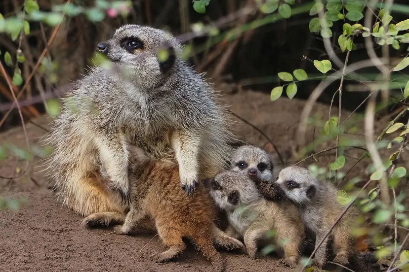stokstaartjes geboren 1