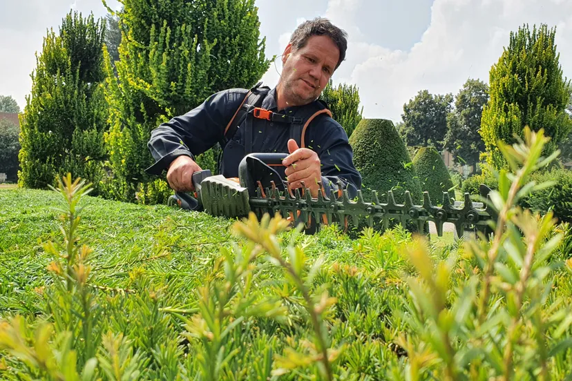 taxushaag snoeien 2021 scaled