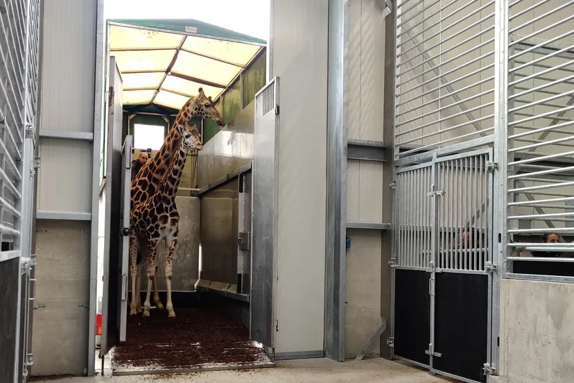 verhuizing giraffen naar safari hotel 3