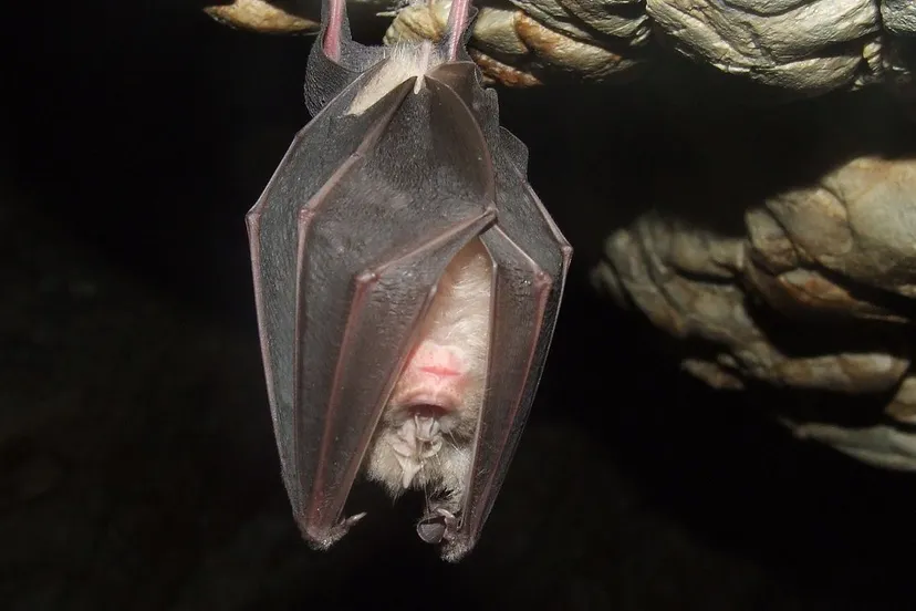 vleermuis 1