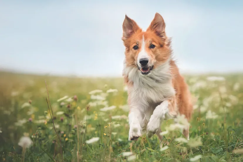 voor persbericht ac hondendag
