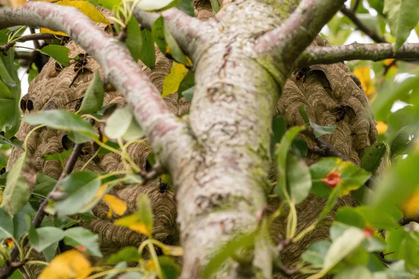 wespennest in boom scaled