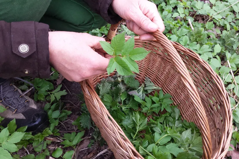 zevenblad oogsten scaled