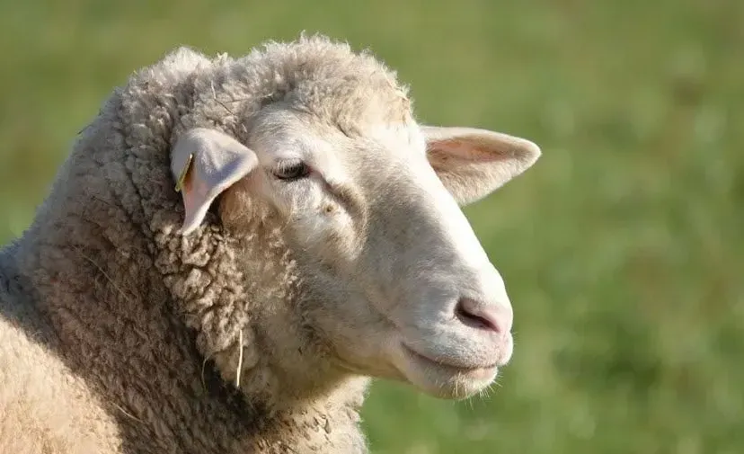 schaap24 66c05585efe9d