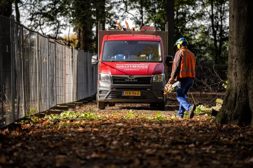 bomen snoeien