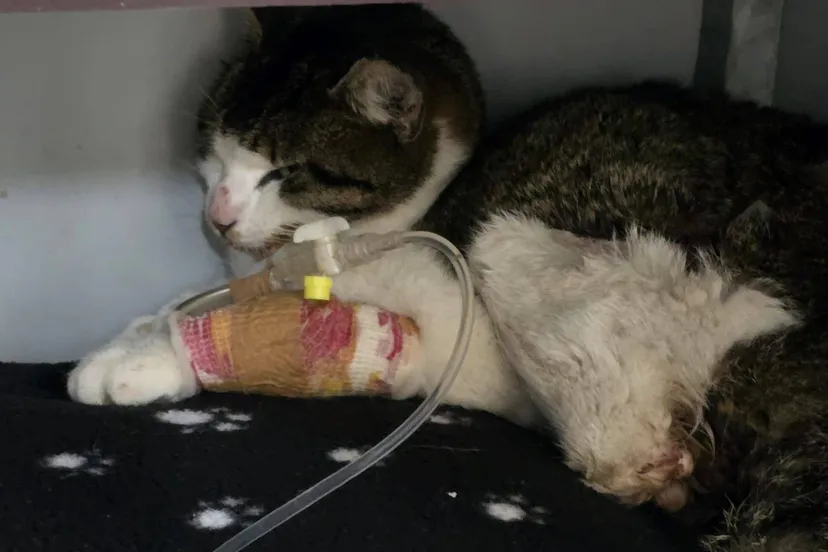 490296545 713843207641501 9003309629254714890 n