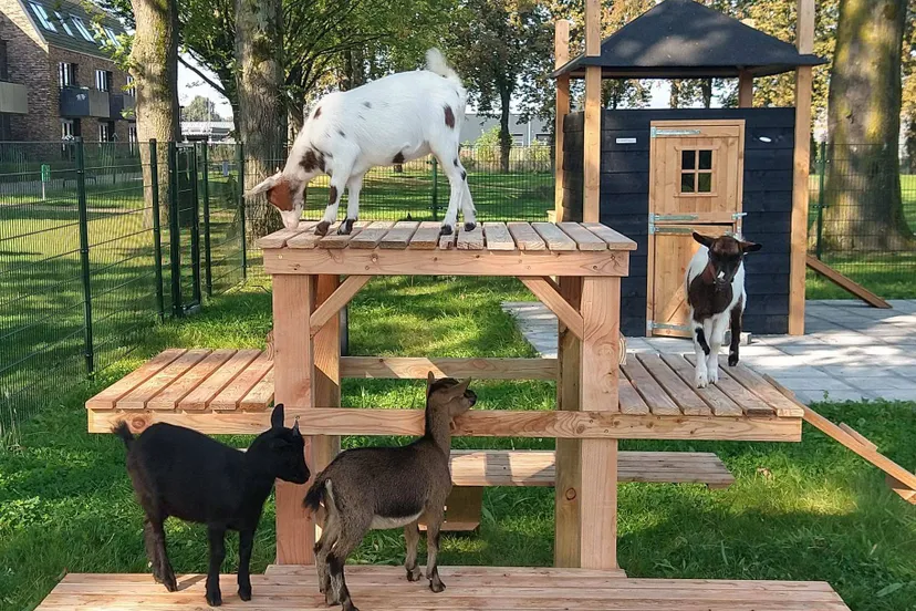 geitejs oktober 2024