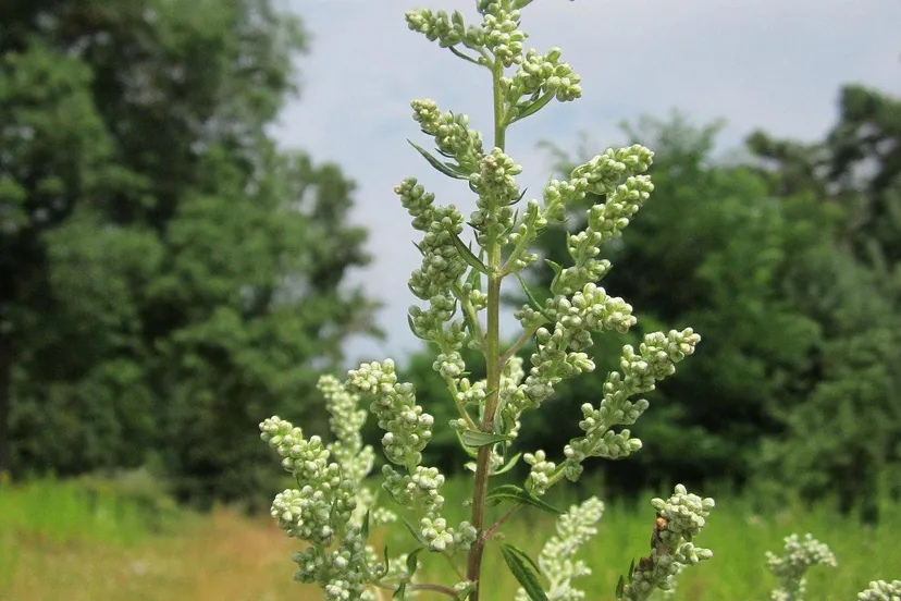 artemisia-vulgaris-848743_1920