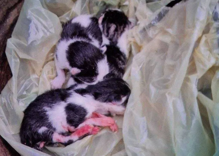 535180692_1210692351091982_5986954184119083146_n