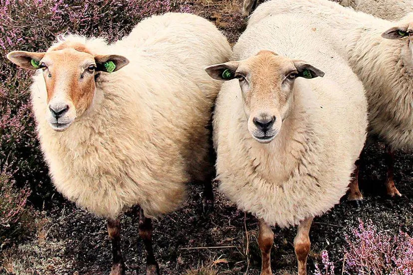 544919139_1273500468141478_5787797300444488933_n