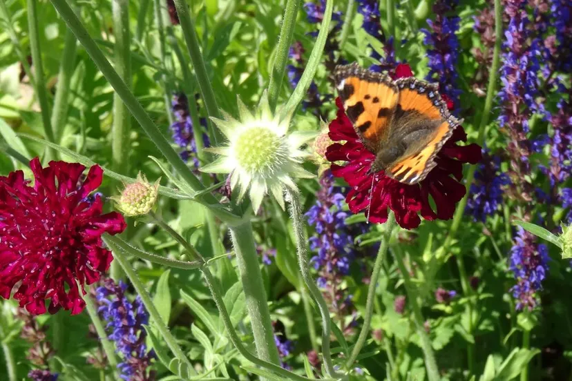 Green-to-Colour-biodiversiteit_vlinders-6