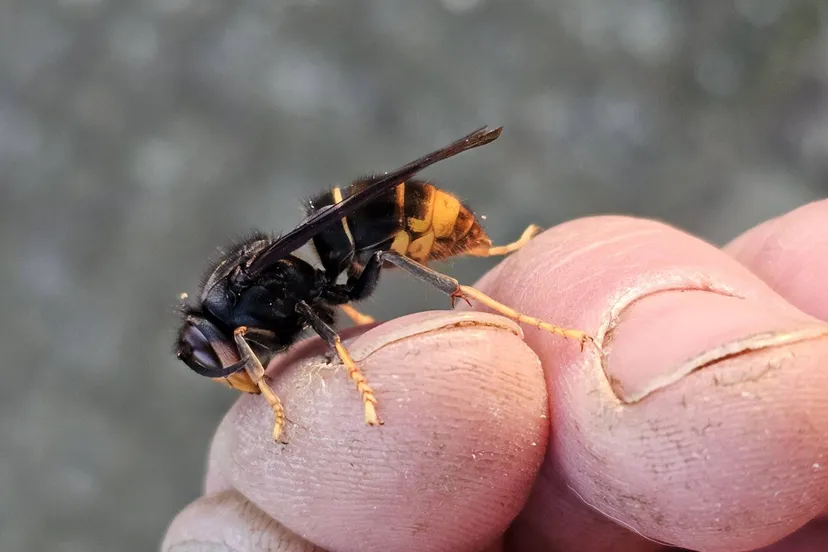 Aziatische hoornaar_foto-credits Rob Voesten