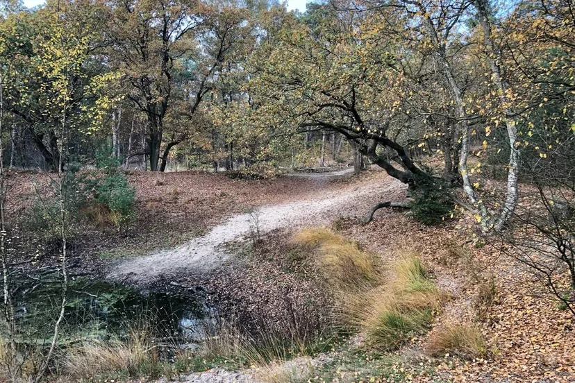 Poel ten oosten van Giersbergen nov 2025