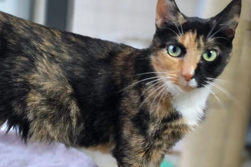 Poes Lindgren asieldier december 2025