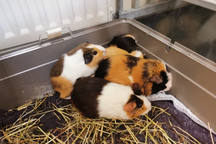 223010553 2008590799319306 3391731047506537772 n