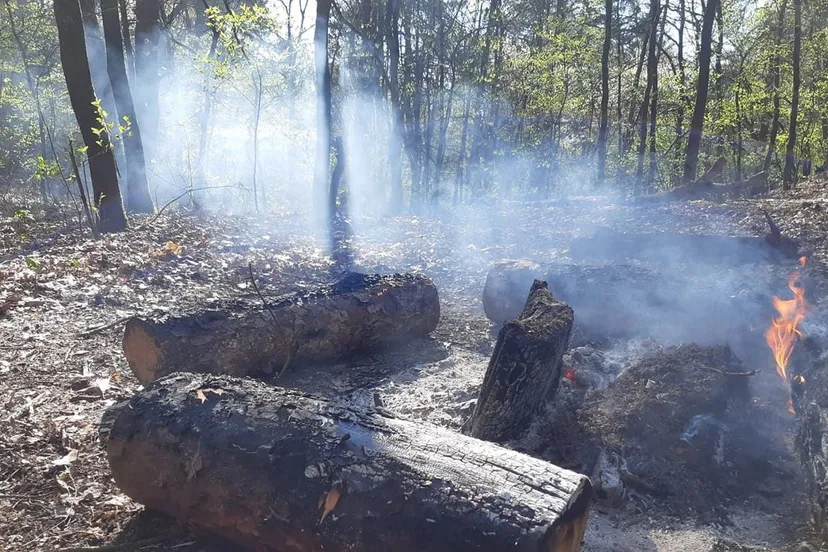 56565448 2299255183459679 1517330547456606208 o e1555003197376