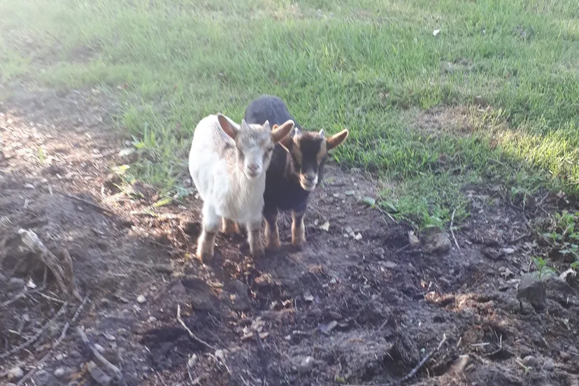 61111445 2366879740030556 4191855567993569280 o e1558603222127