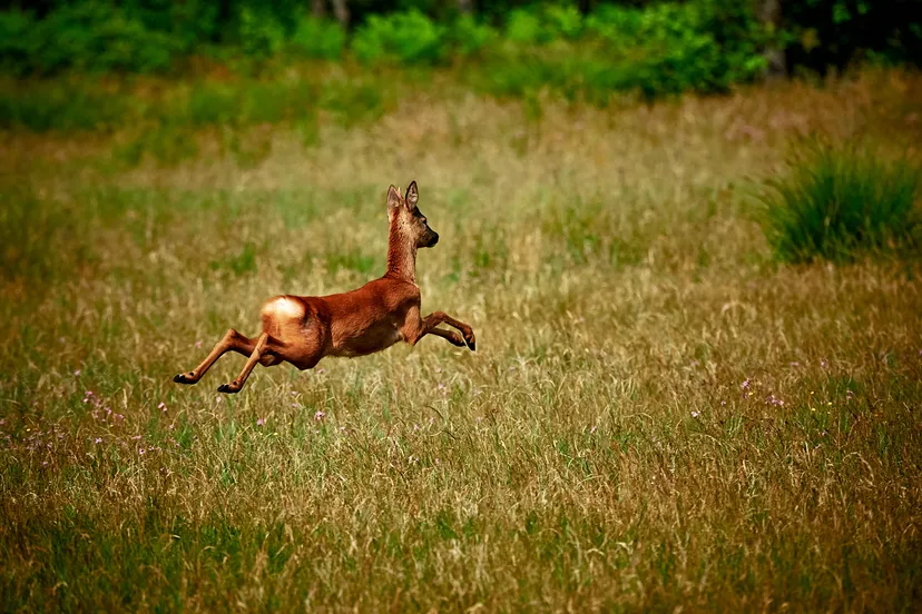 brown deer jumping 2570169