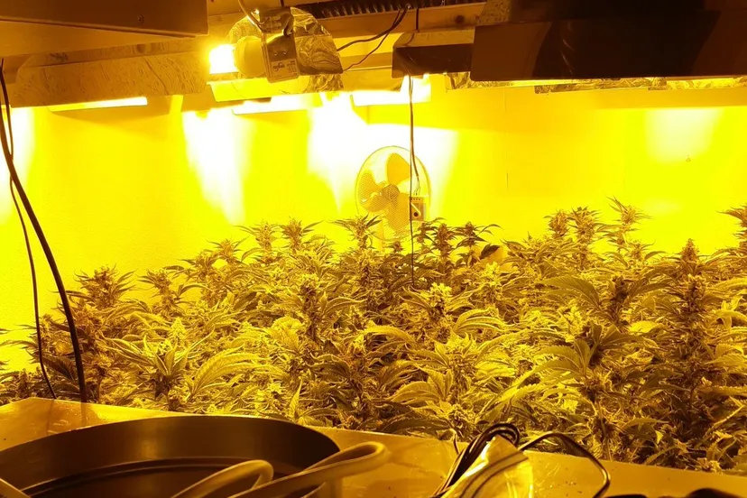 enqjtsixcaexdrm e1606310024949