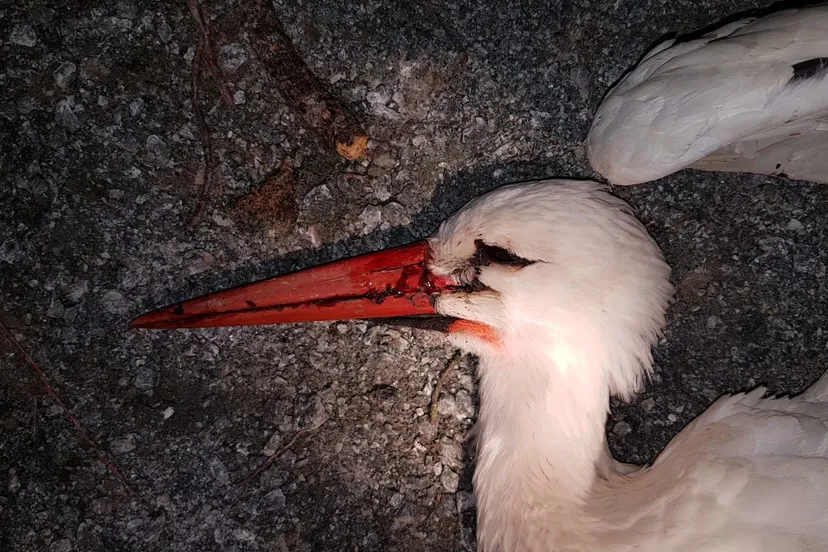 ewzinwexgaitrjo e1588442130191