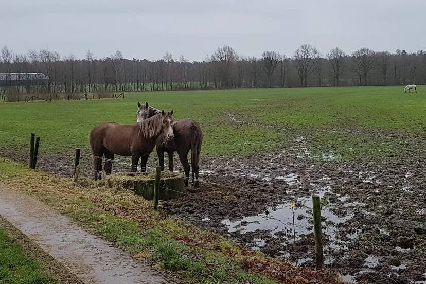 paarden in natte wei