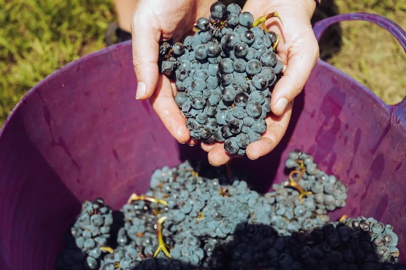 pexels elle hughes 3840334