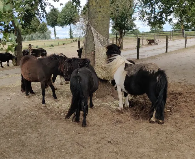 Scherm­afbeelding 2025-12-23 om 11.16.49