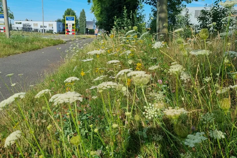 berm stadsmakerbij 296376348 424896969677682 2409842581577750358 n