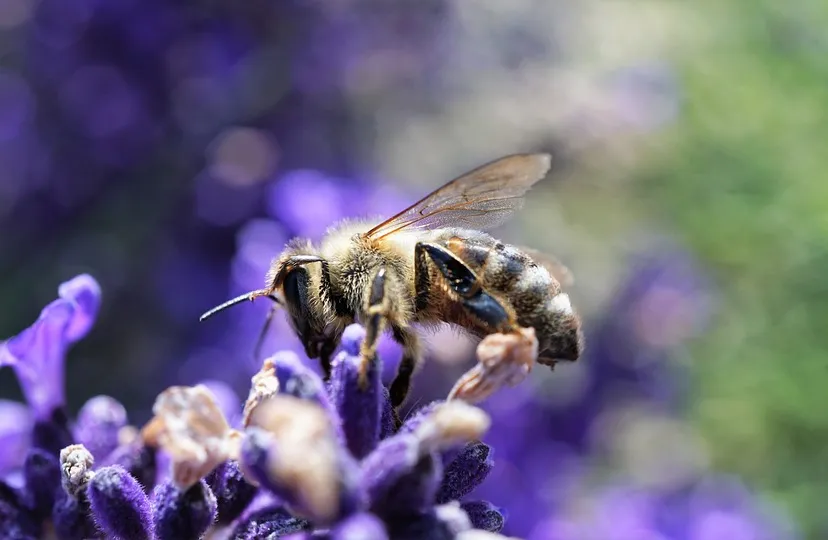 bij op lavendel mylene2401